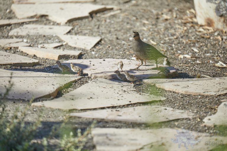 California Quail Family