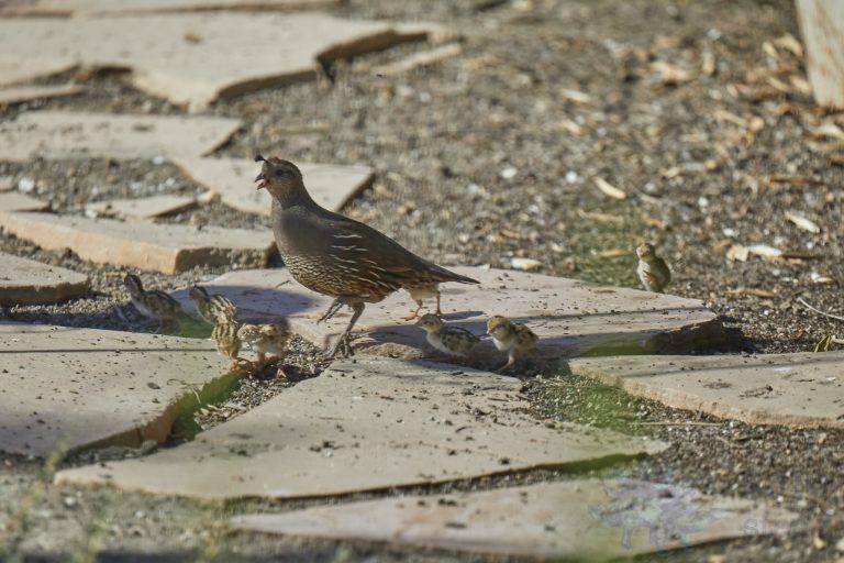 California Quail Family
