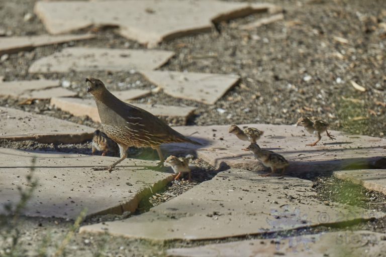 California Quail Family