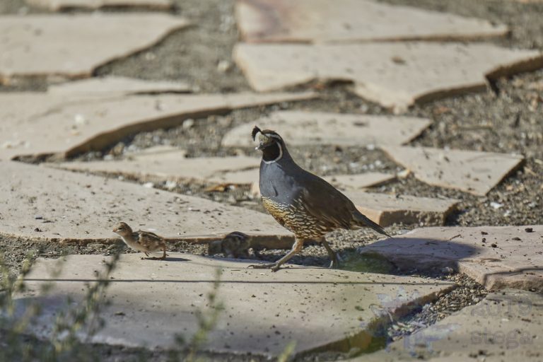 California Quail with chicks