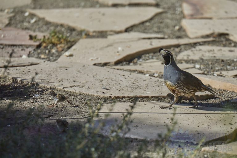California Quail Father and Tiny Chicks