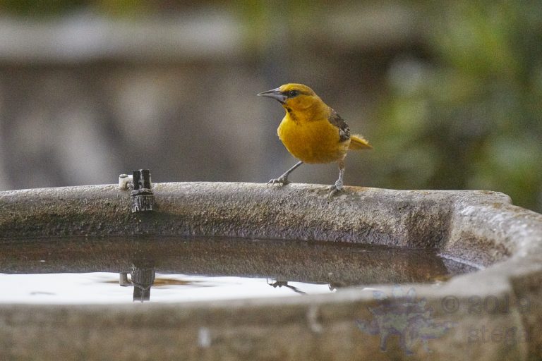 Bullock’s Oriole