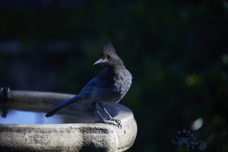 Steller’s Jay