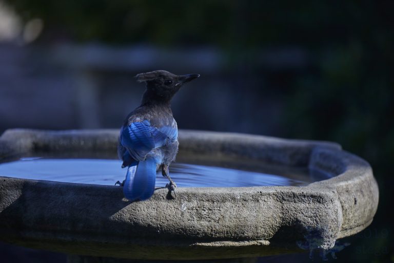 Steller’s Jay