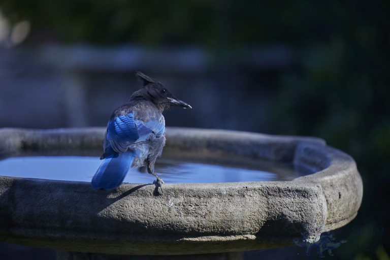 Steller’s Jay