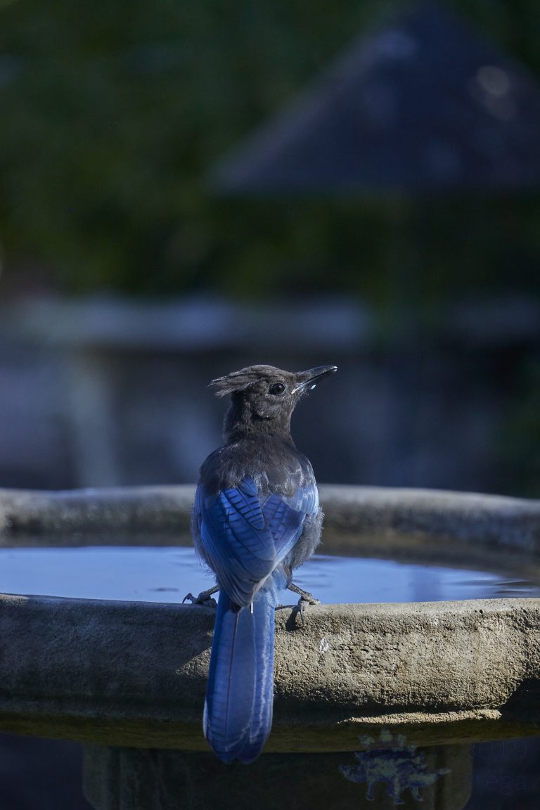 Steller’s Jay