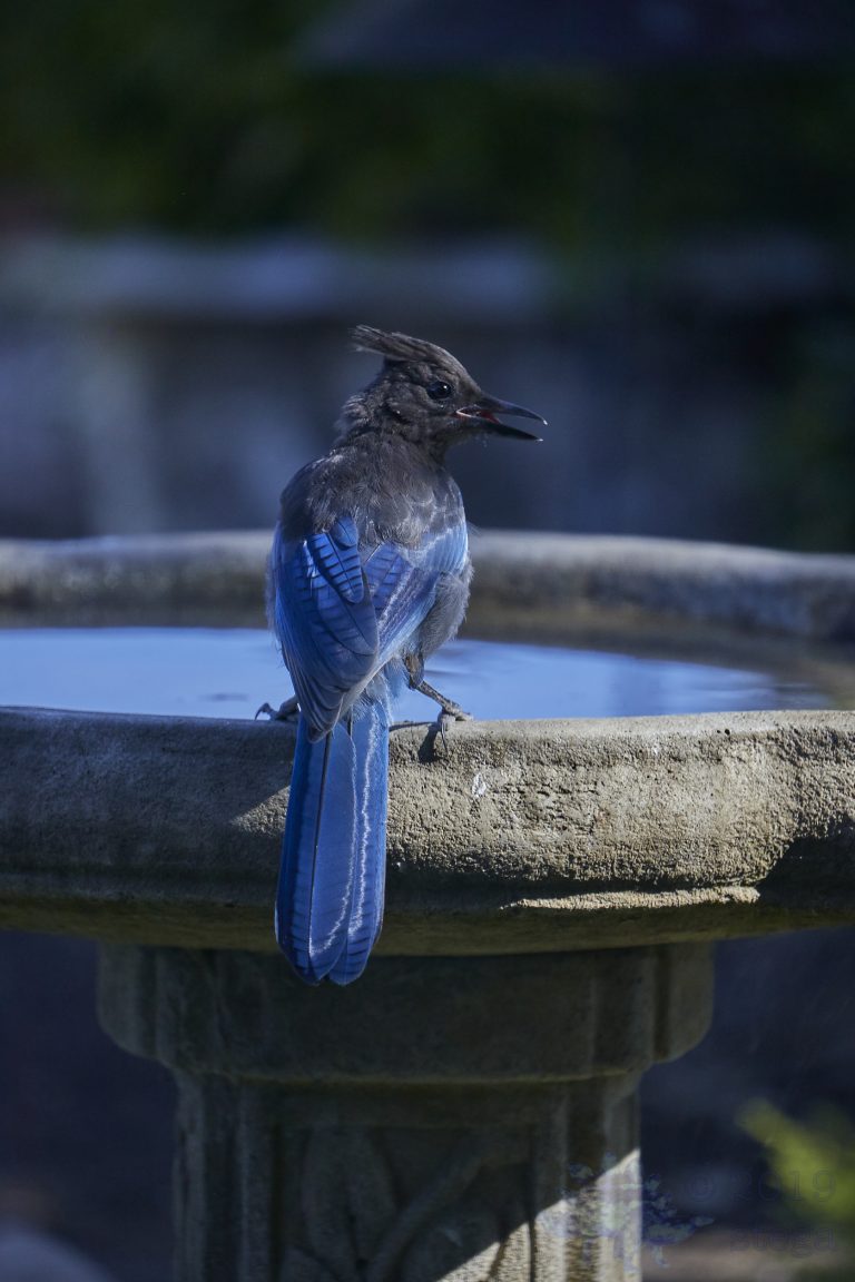 Steller’s Jay