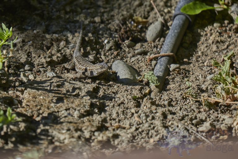 Western Fence Lizard