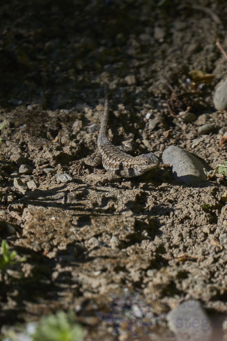 Western Fence Lizard