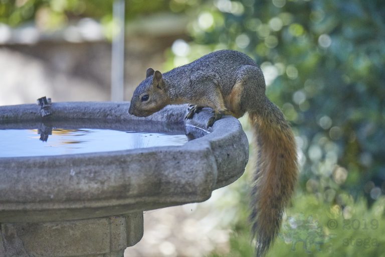 Fox Squirrel