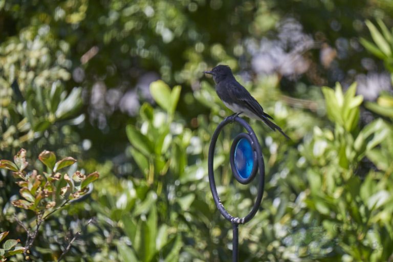 Black Phoebe