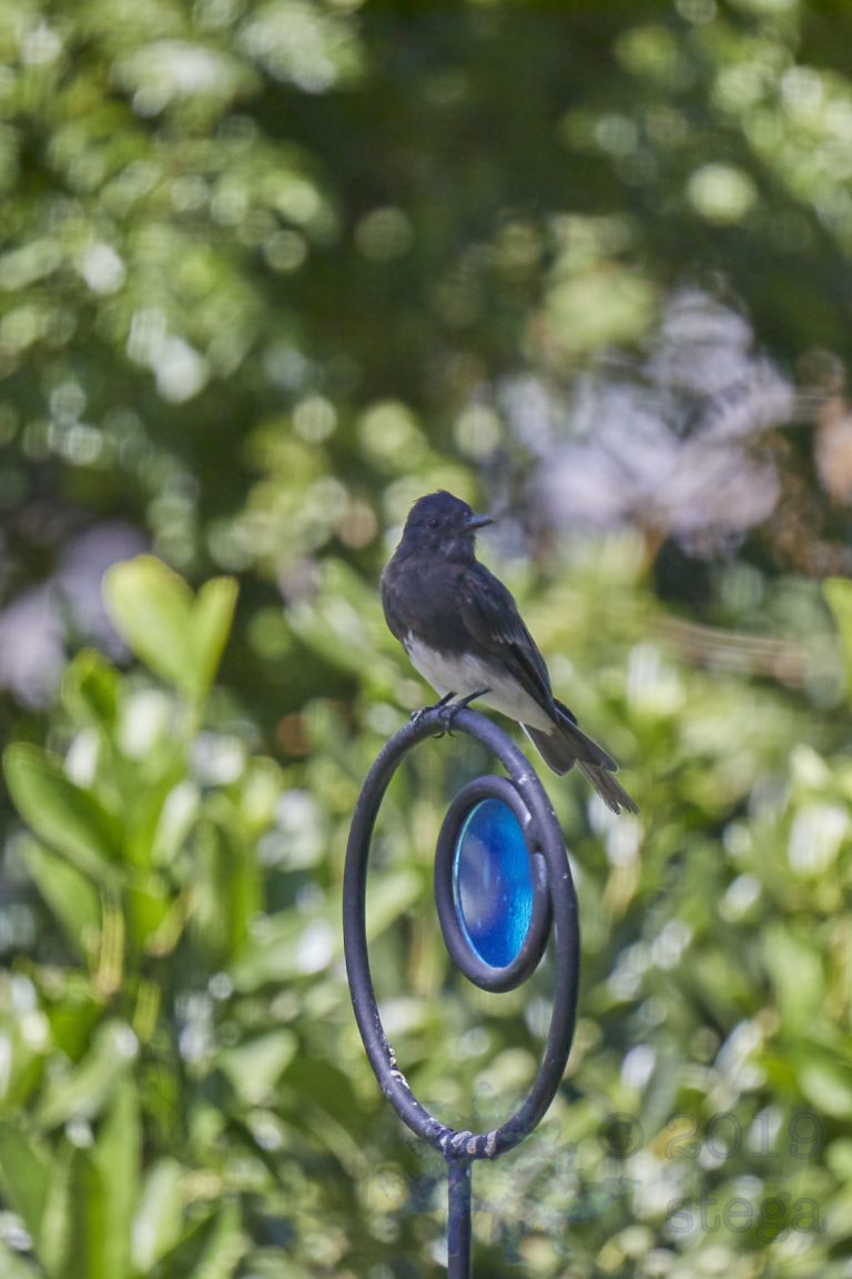 Black Phoebe