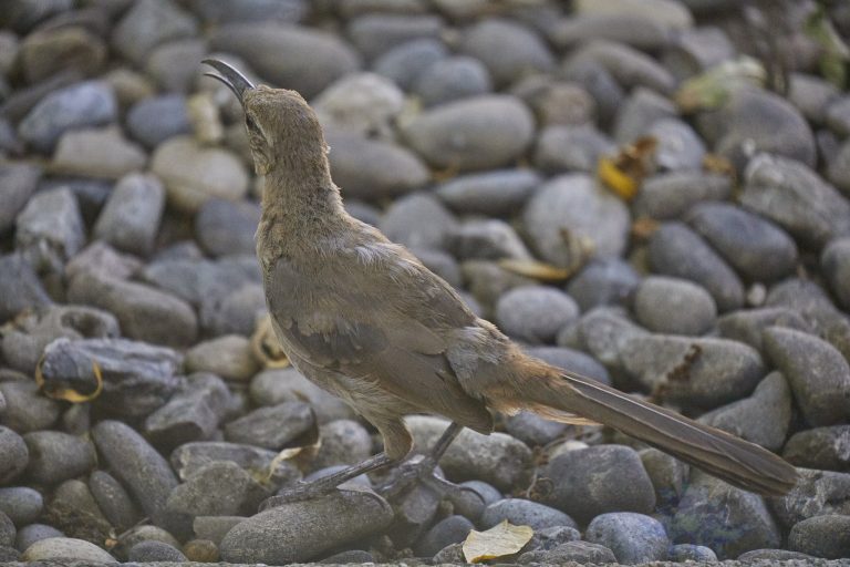 California Thrasher