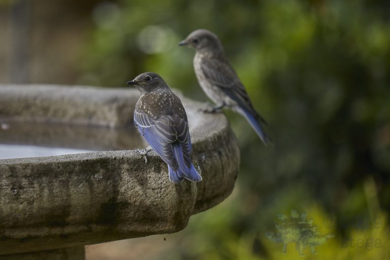 Western Bluebird