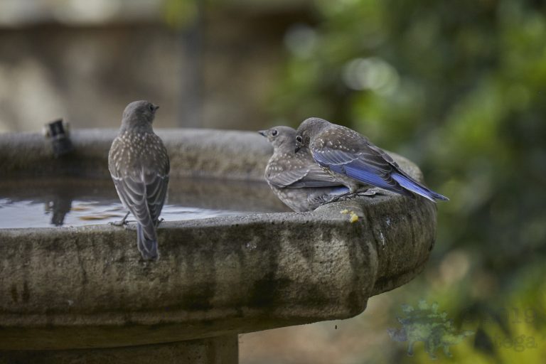 Western Bluebirds
