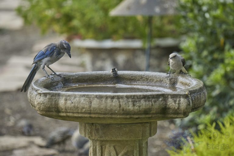 California Scrub Jay and Northern Mockingbird