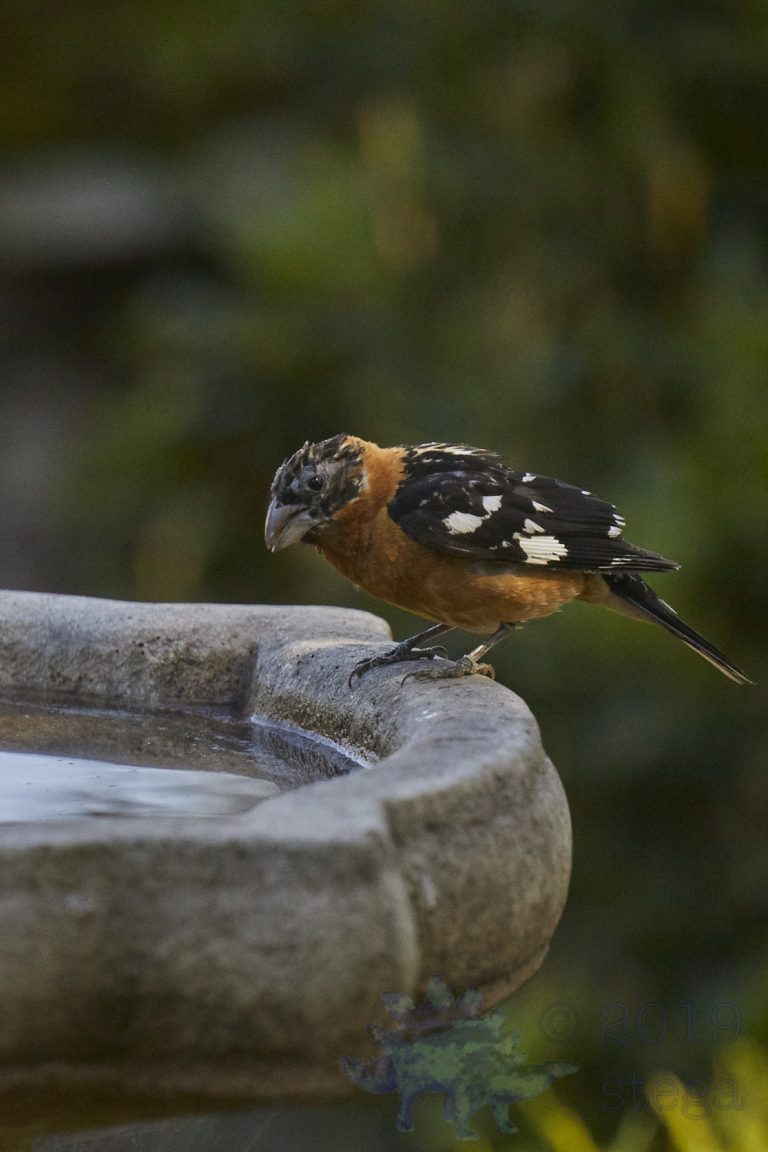 Black-headed Grosbeak