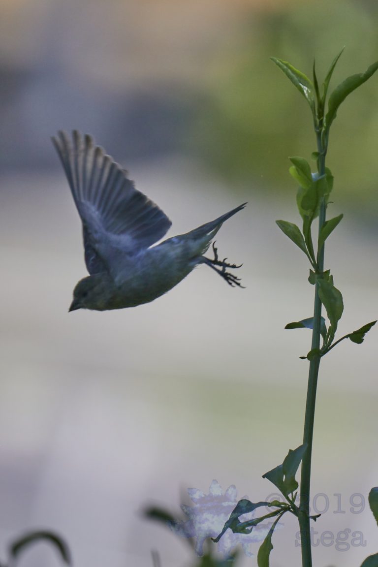 Lesser Goldfinch