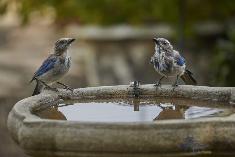 California Scrub Jay Fledglings