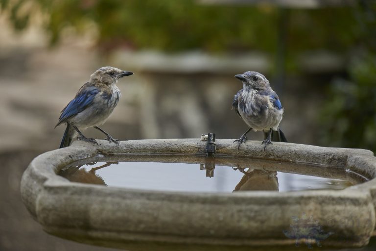 Young California Scrub Jays