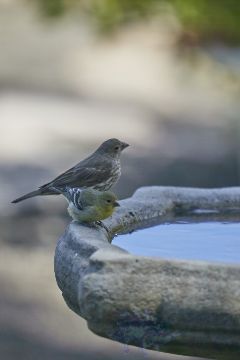 House Finch and American Goldfinch
