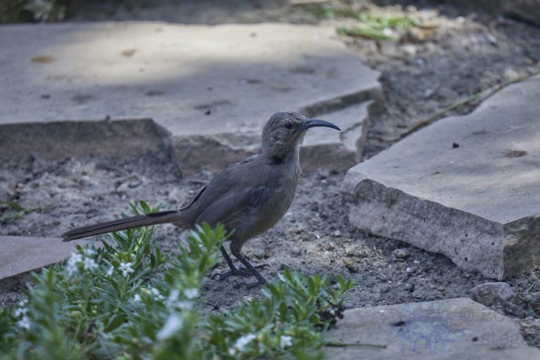 California Thrasher