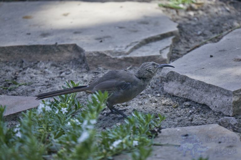 California Thrasher