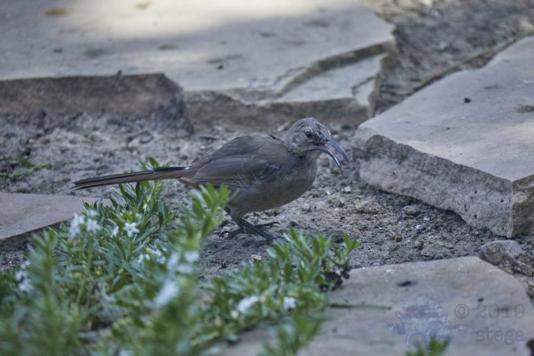 California Thrasher (3 Images)