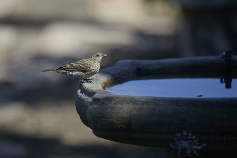House Finch
