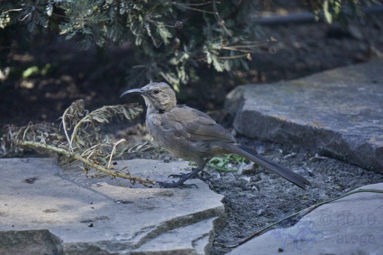 Old School Week: California Thrasher