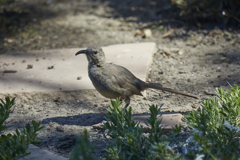 California Thrasher