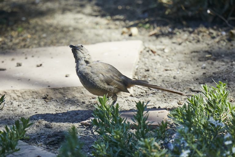 California Thrasher