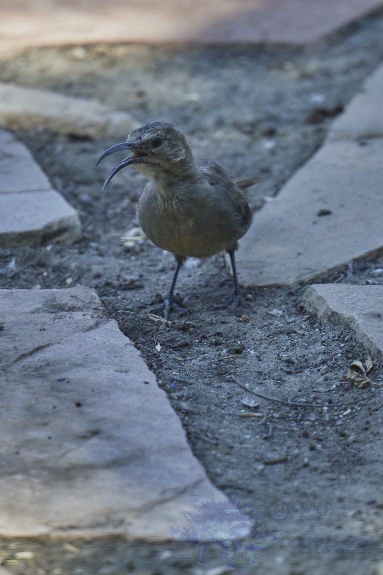 California Thrasher
