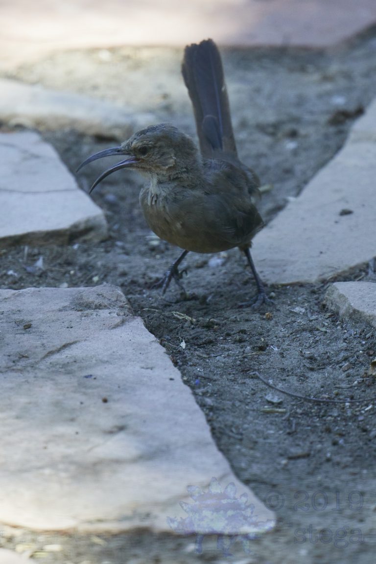 Old School Week: California Thrasher