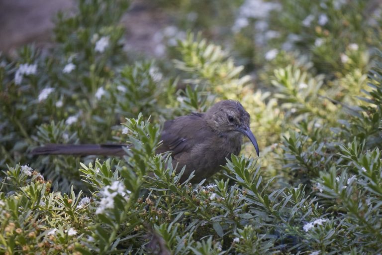 California Thrasher
