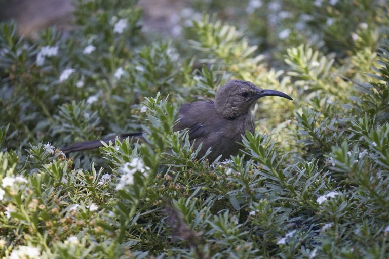 California Thrasher
