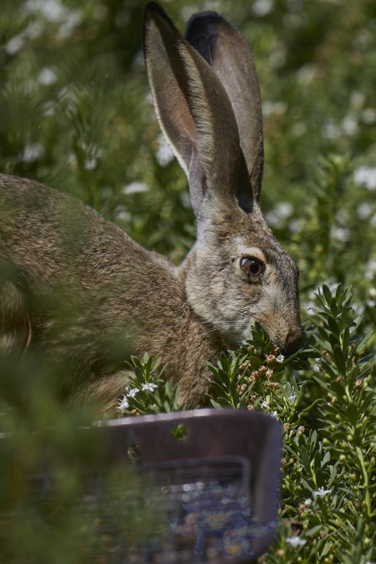 Western Hare
