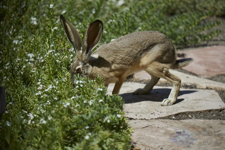 Western Hare