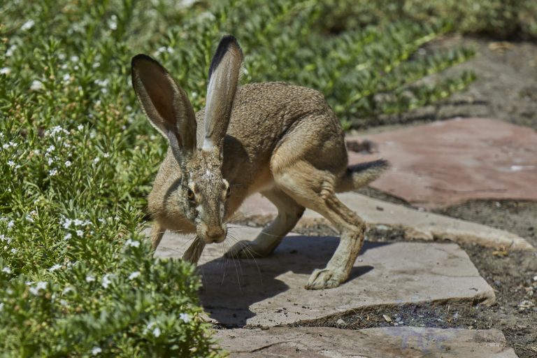Western Hare