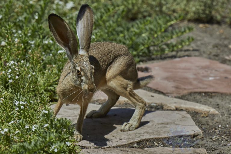 Western Hare