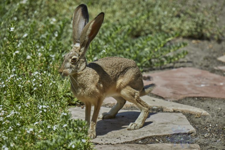 Western Hare