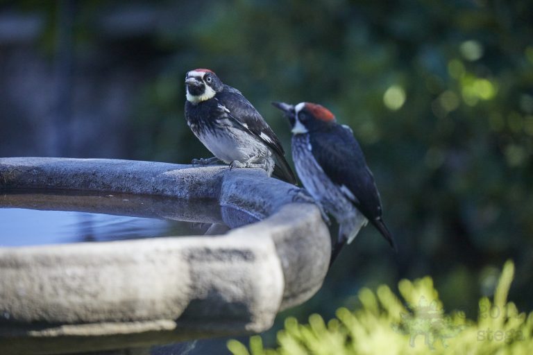Acorn Woodpecker