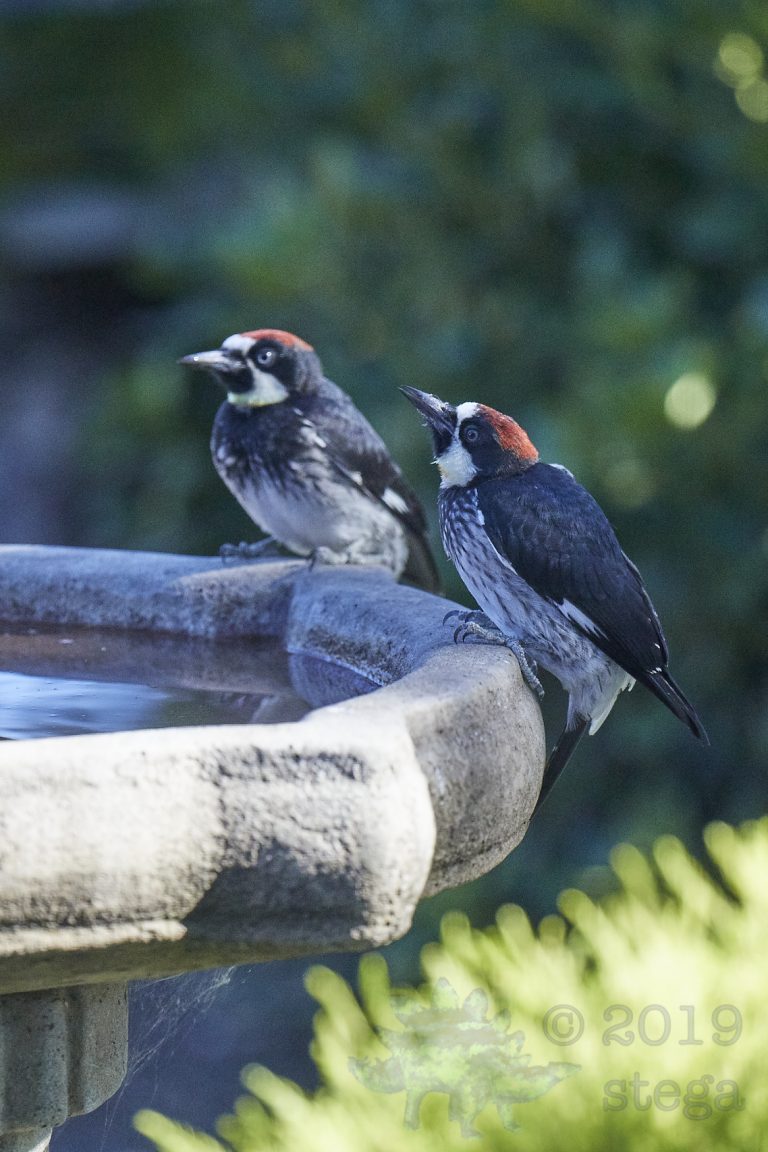Acorn Woodpeckers