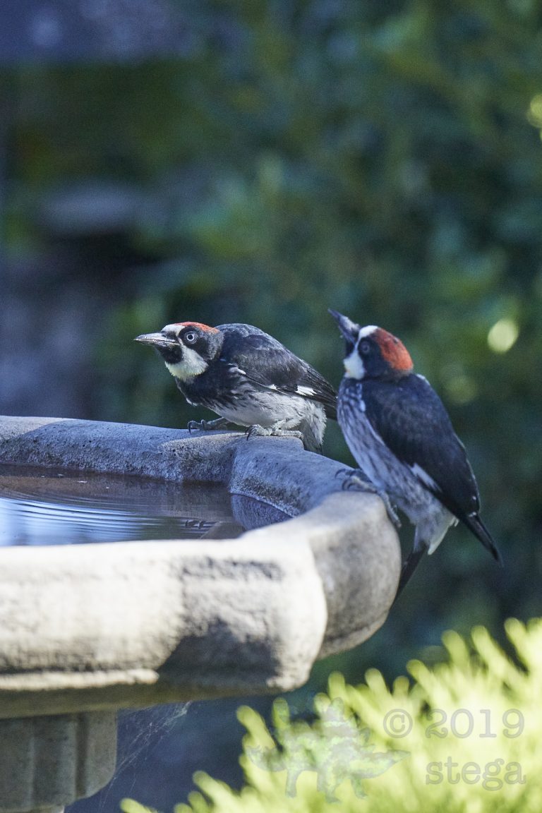 Acorn Woodpeckers