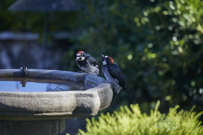 Acorn Woodpeckers
