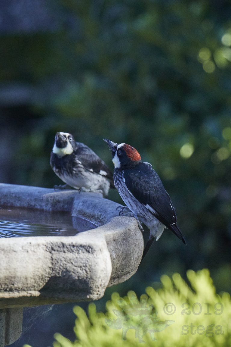 Acorn Woodpeckers