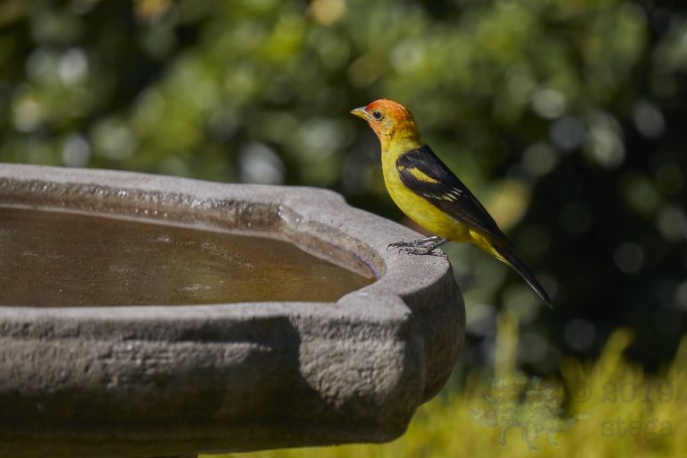 Western Tanager