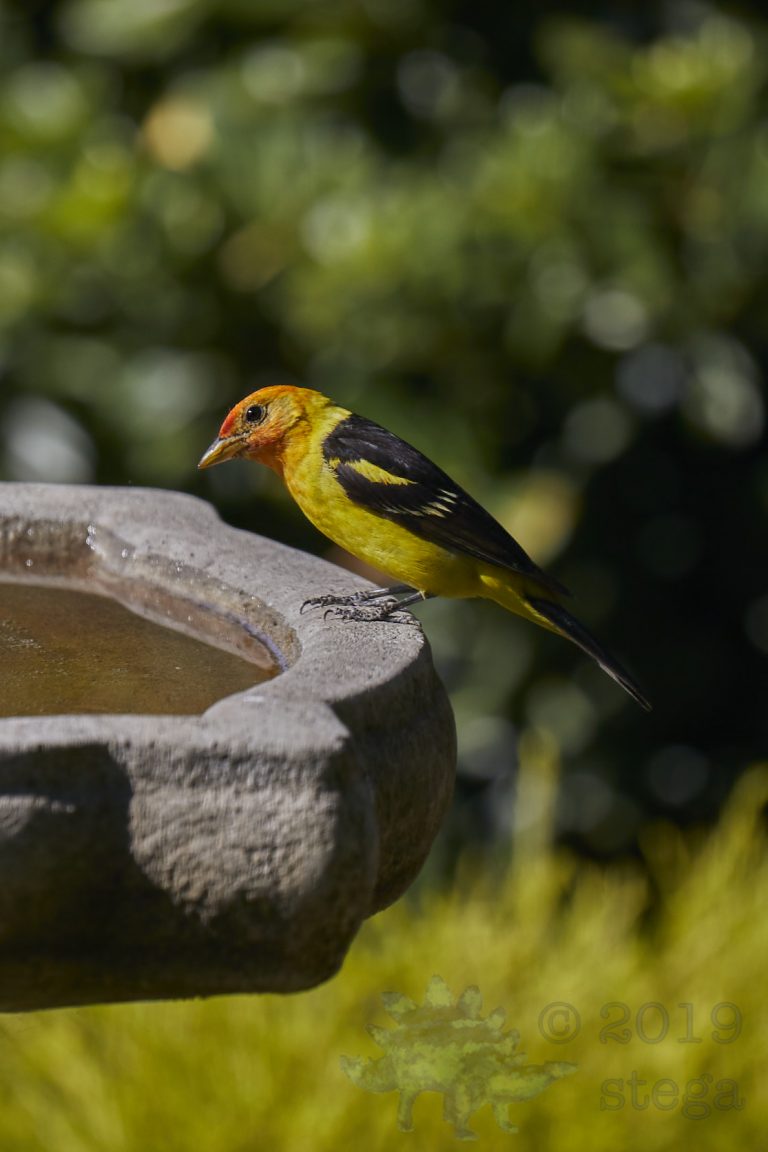 Western Tanager