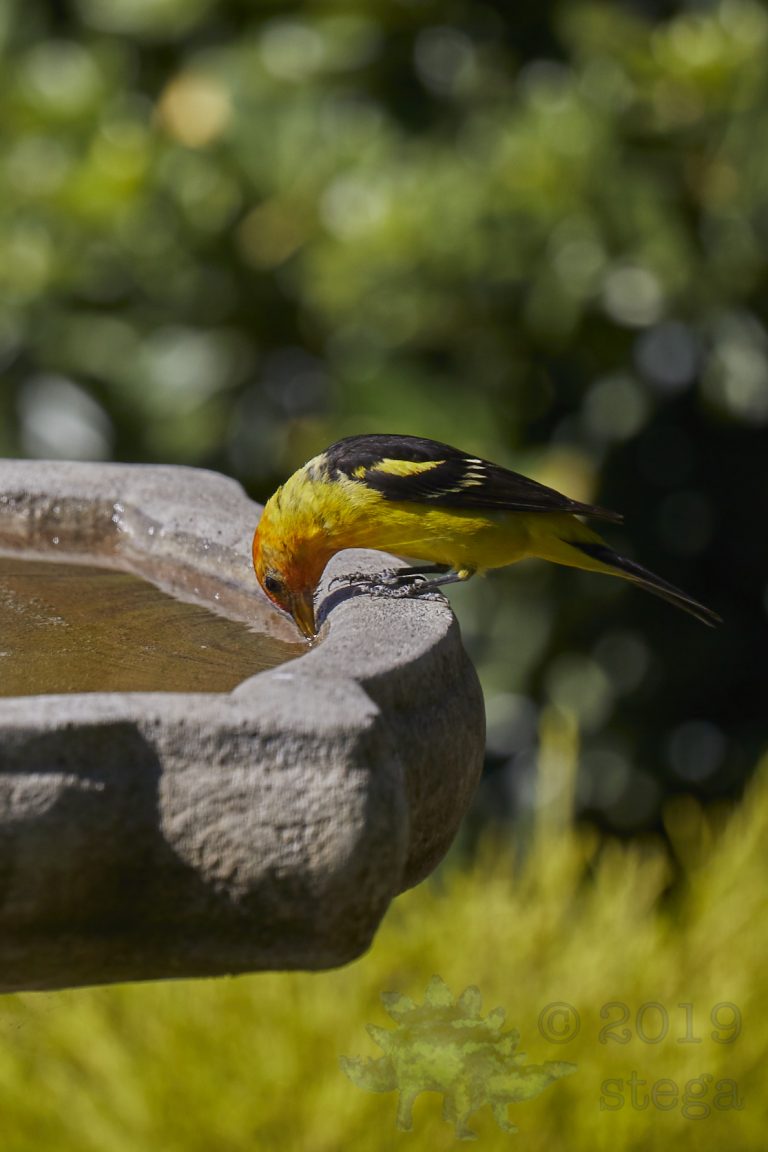 Western Tanager