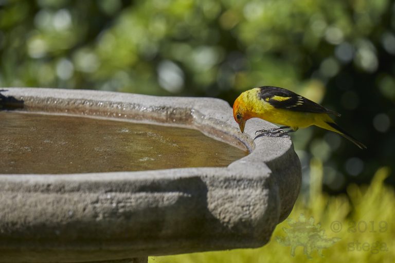 Western Tanager